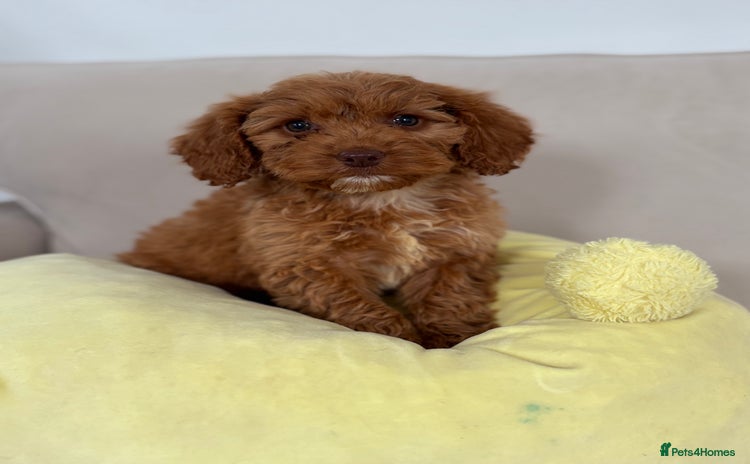 Cockapoo dogs - Advert 6