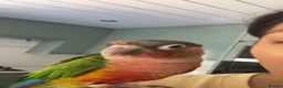 Conures birds for sale: Pineapple conure pair!! - Advert 11