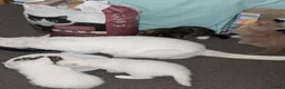 Mixed Breed cats for sale: Kittens for sale  - Advert 11
