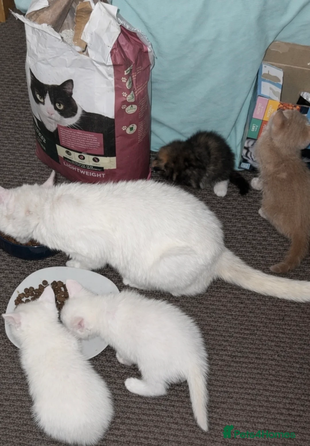 Mixed Breed cats for sale: Kittens for sale  - Advert 11