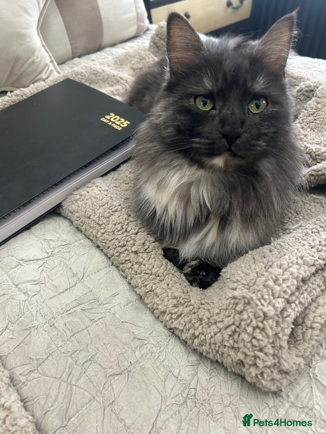 Maine Coon cats for sale: 🐾 Proven TICA  Maine Coon Queen – Black Smoke 🐾 - Image 24