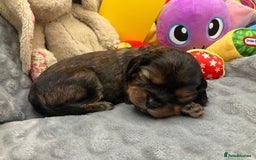 Cavapoo dogs for sale: F1 Cavapoo Puppies from Heath Tested Parents - Image 10