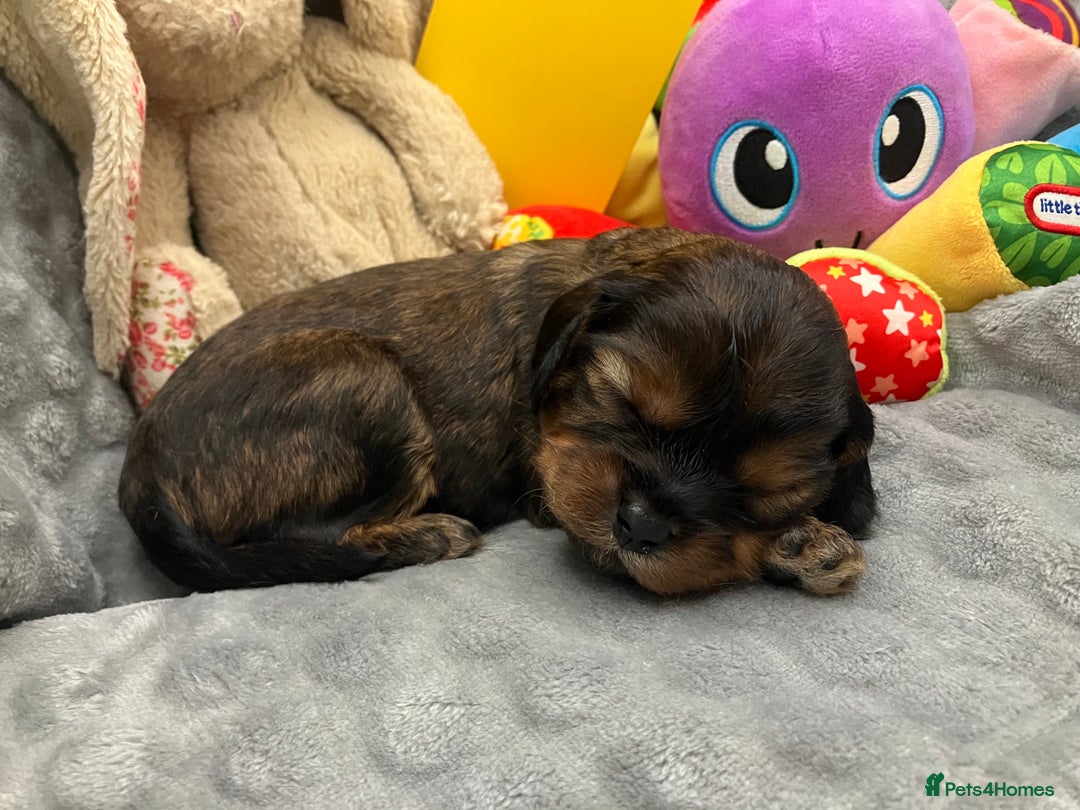 Cavapoo dogs for sale: F1 Cavapoo Puppies from Heath Tested Parents - Image 10