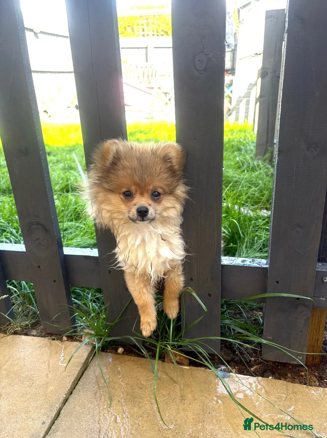 Pomeranian dogs for sale: Beau - Beau Kc Russian tiny Pomeranian  - Advert 12