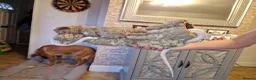 Corn Snake reptiles for sale: Female Palmetto Corn snake in Chester - Advert 5