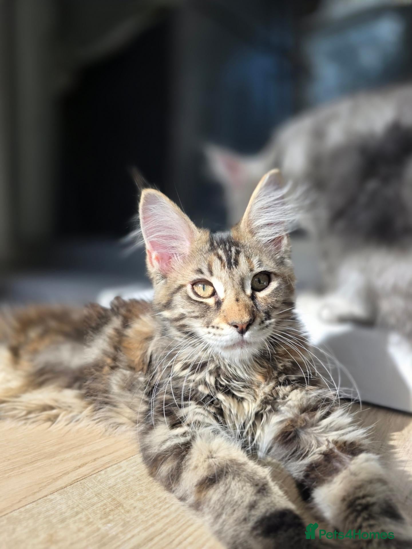 Maine Coon cats TICA Registered Maine Coon Kittens🐾 - Advert 1