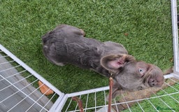 French Bulldog dogs for sale: One male fluffy frenchie kc - Image 2