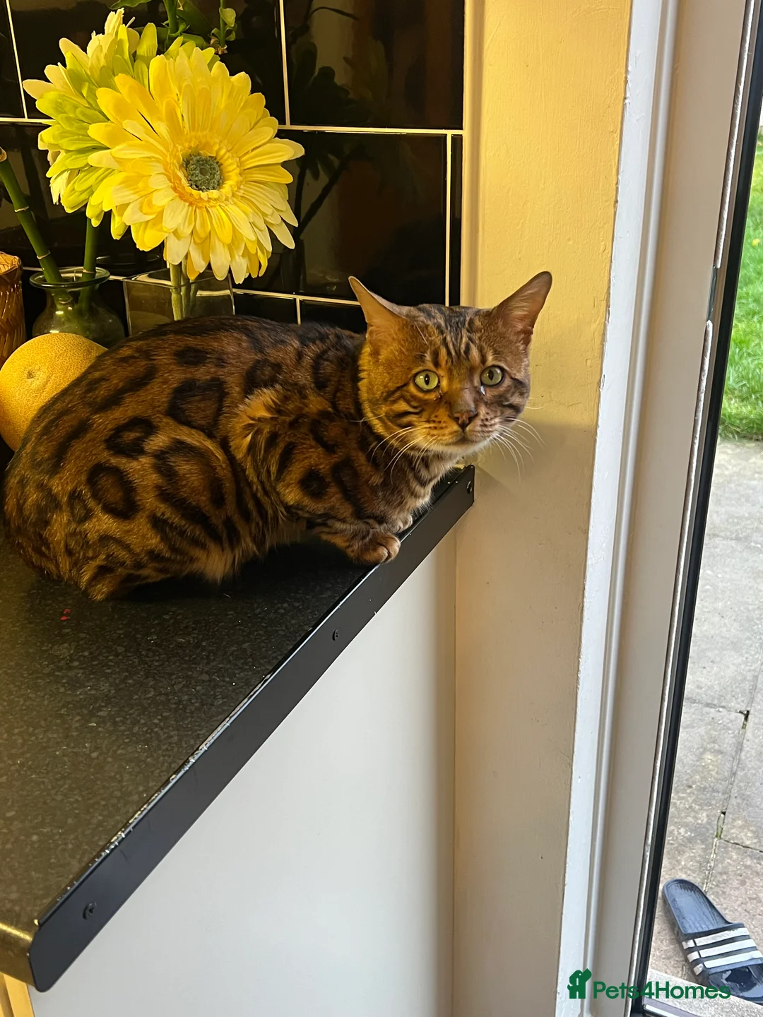 Bengal cats for sale: Bangle cat in Liverpool - Advert 2