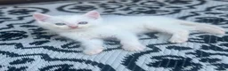Persian cats for sale: Persian mixed breed long haired blue eyes in Maldon - Advert 3