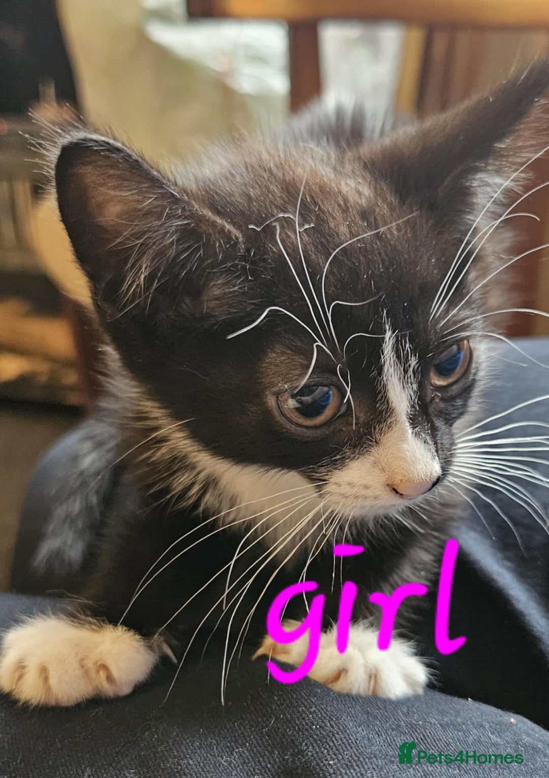 Mixed Breed cats for sale: 3 adorable kittens for sale  - Image 2