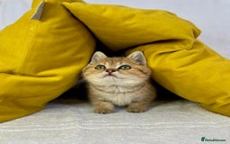 British Shorthair cats for sale: 🐾 Purebred BSH kittens🐾 - Image 3