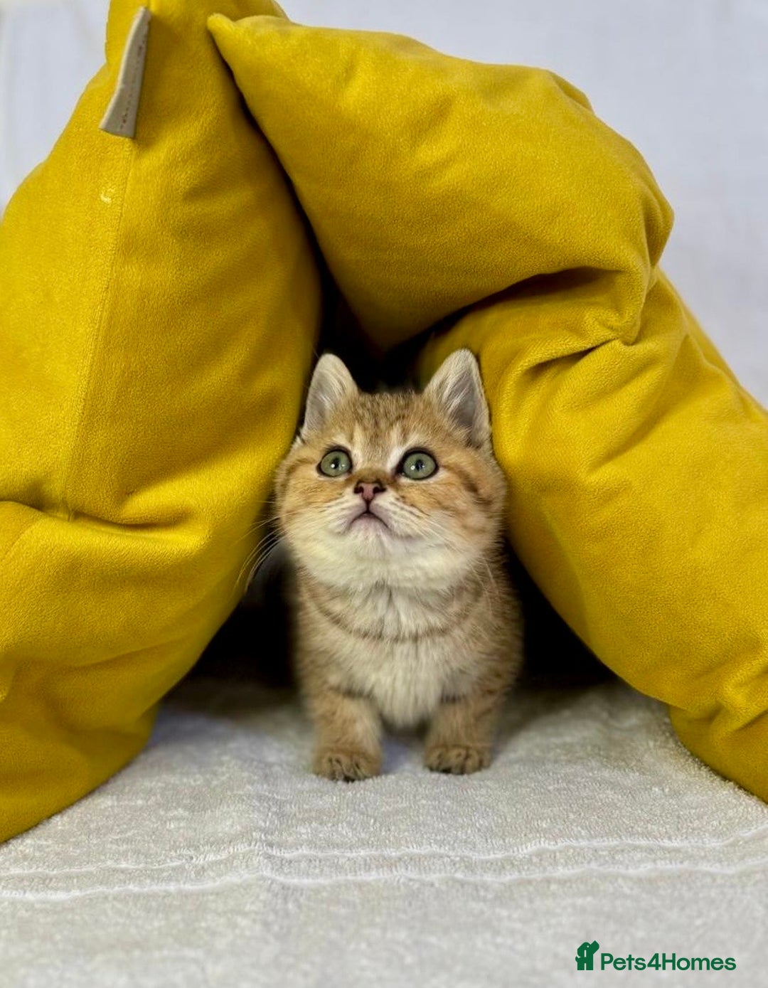 British Shorthair cats for sale: 🐾 Purebred BSH kittens🐾 - Image 3