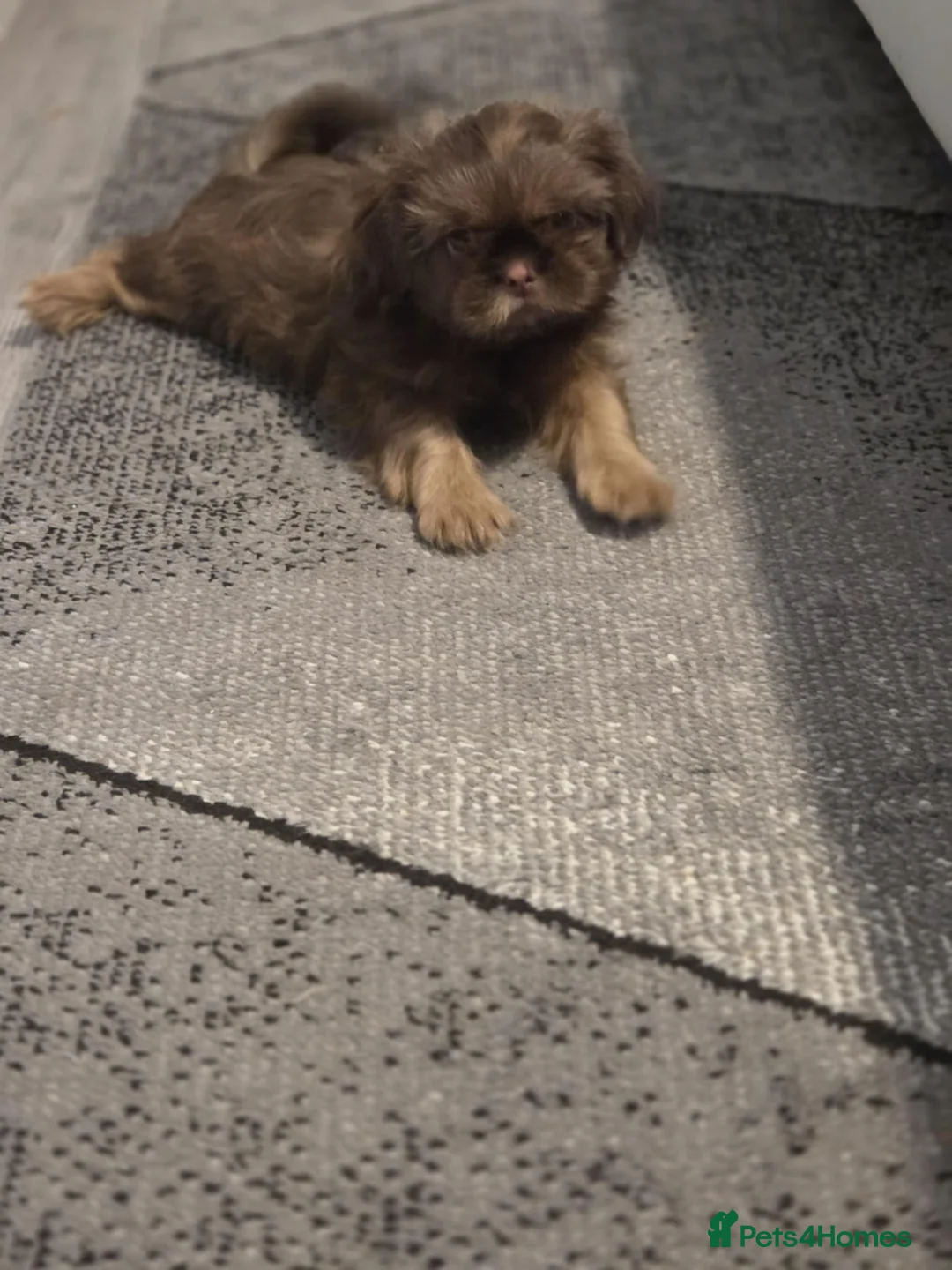 Shih Tzu dogs for sale: Imperial shih tzu  - Advert 4