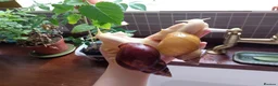 Snails invertebrates for sale: Baby giant African land snails in Worcester - Advert 5