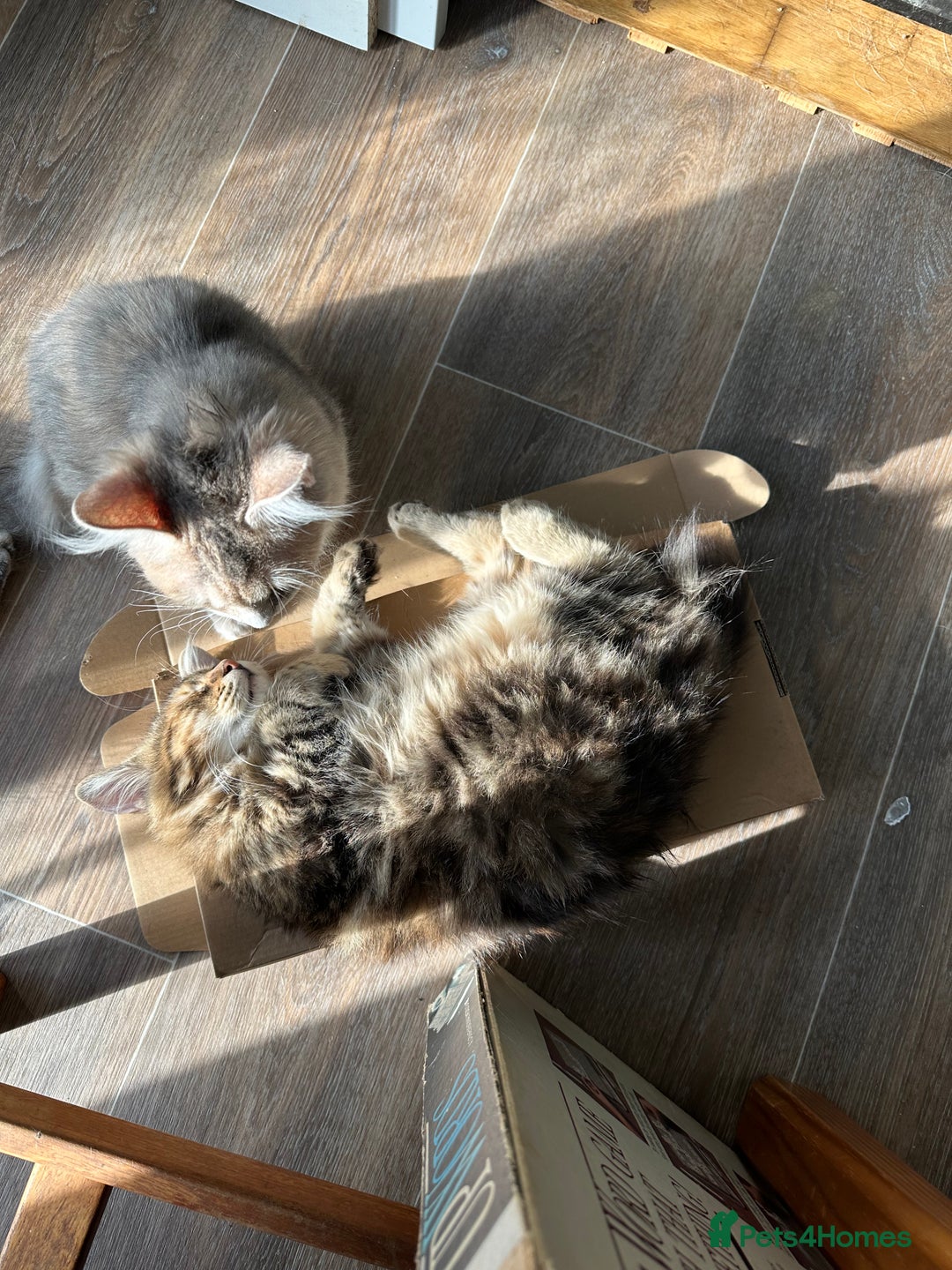 Kurilian Bobtail cats for sale: A new best friend for life - Image 3