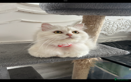 Persian cats for sale: **Last 2** Stunning litter of Persian/Ragdolls - Image 14