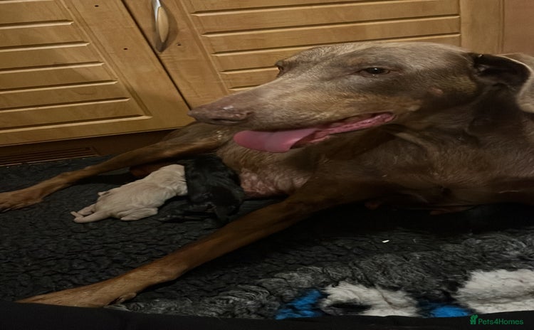 Dobermann dogs - Advert 1