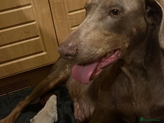 Dobermann dogs - Advert 27