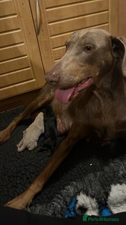 Dobermann dogs - Advert 1