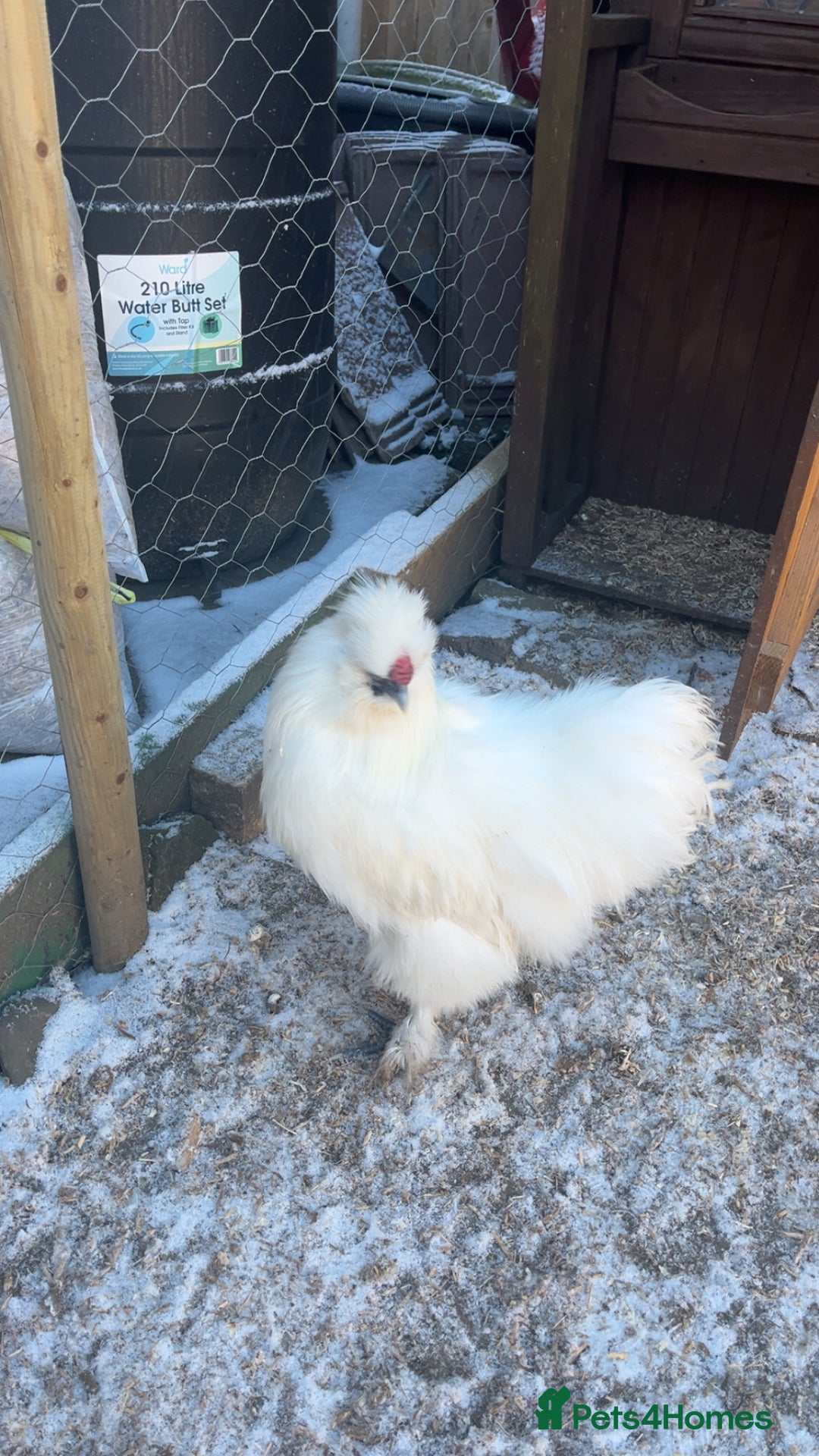 Chickens poultry for sale: Silkie and Americana  - Advert 1