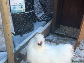 Chickens poultry Silkie and Americana - Advert 2