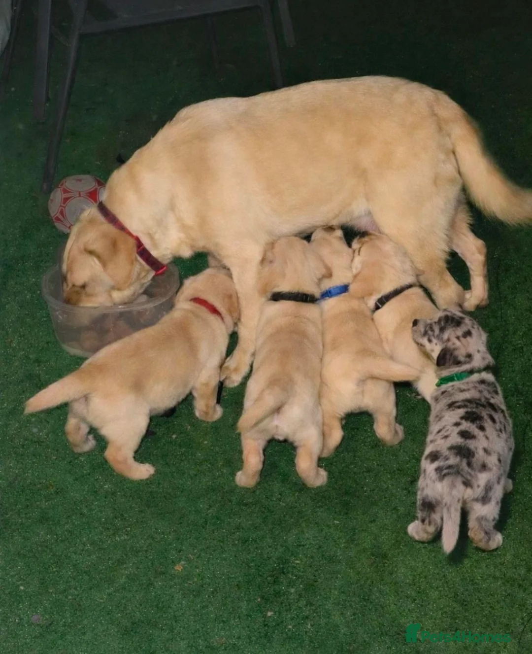 Labradoodle dogs for sale: Labradoodle puppys in Portsmouth - Advert 6