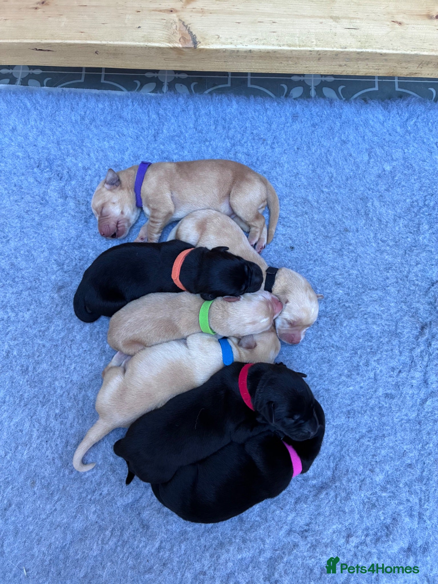 Labrador Retriever dogs KC Labrador Puppies - Advert 11