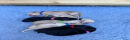 Labrador Retriever dogs for sale: KC Labrador Puppies in Gillingham - Advert 1