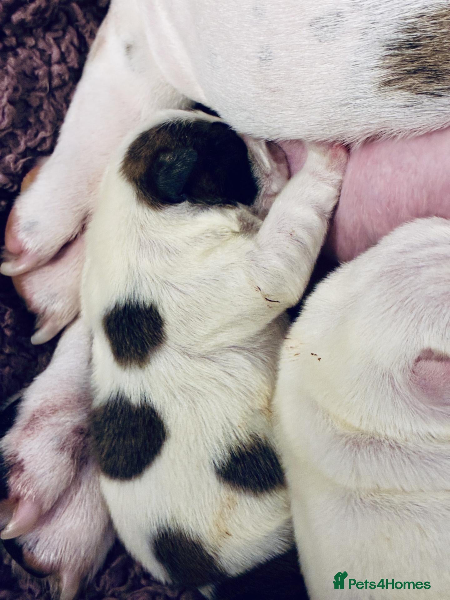 English Bulldog dogs KC Bulldogs - new litter born! 2 girls available  - Advert 1