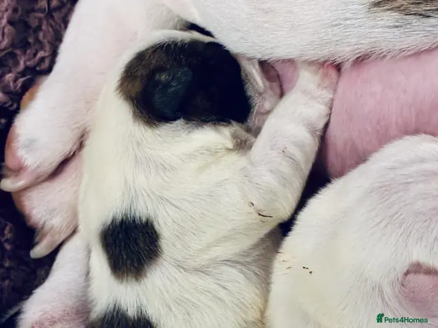English Bulldog dogs for sale: KC Bulldogs - new litter born! 2 girls available - Advert 1