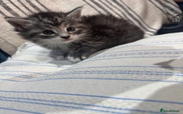 Maine Coon cats for sale: 5 beautiful kittens  - Image 9