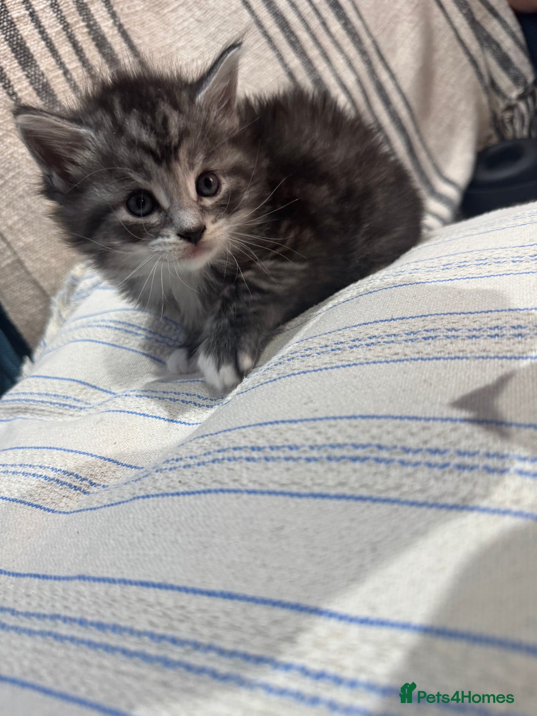 Maine Coon cats for sale: 5 beautiful kittens  - Image 9