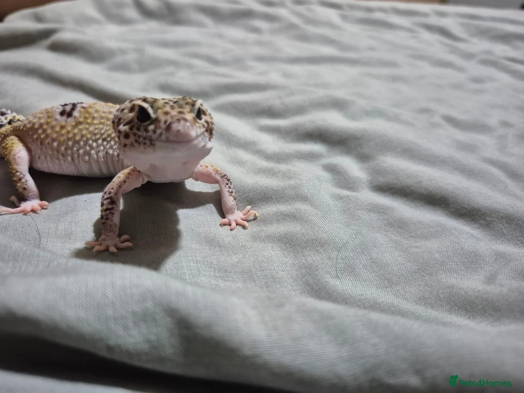 Leopard Gecko reptiles for sale: Female leopard gecko 2 years old - Advert 2