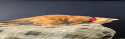 Mixed Breed cats for sale: Ready 5kittens raised with dogs and children - Advert 5
