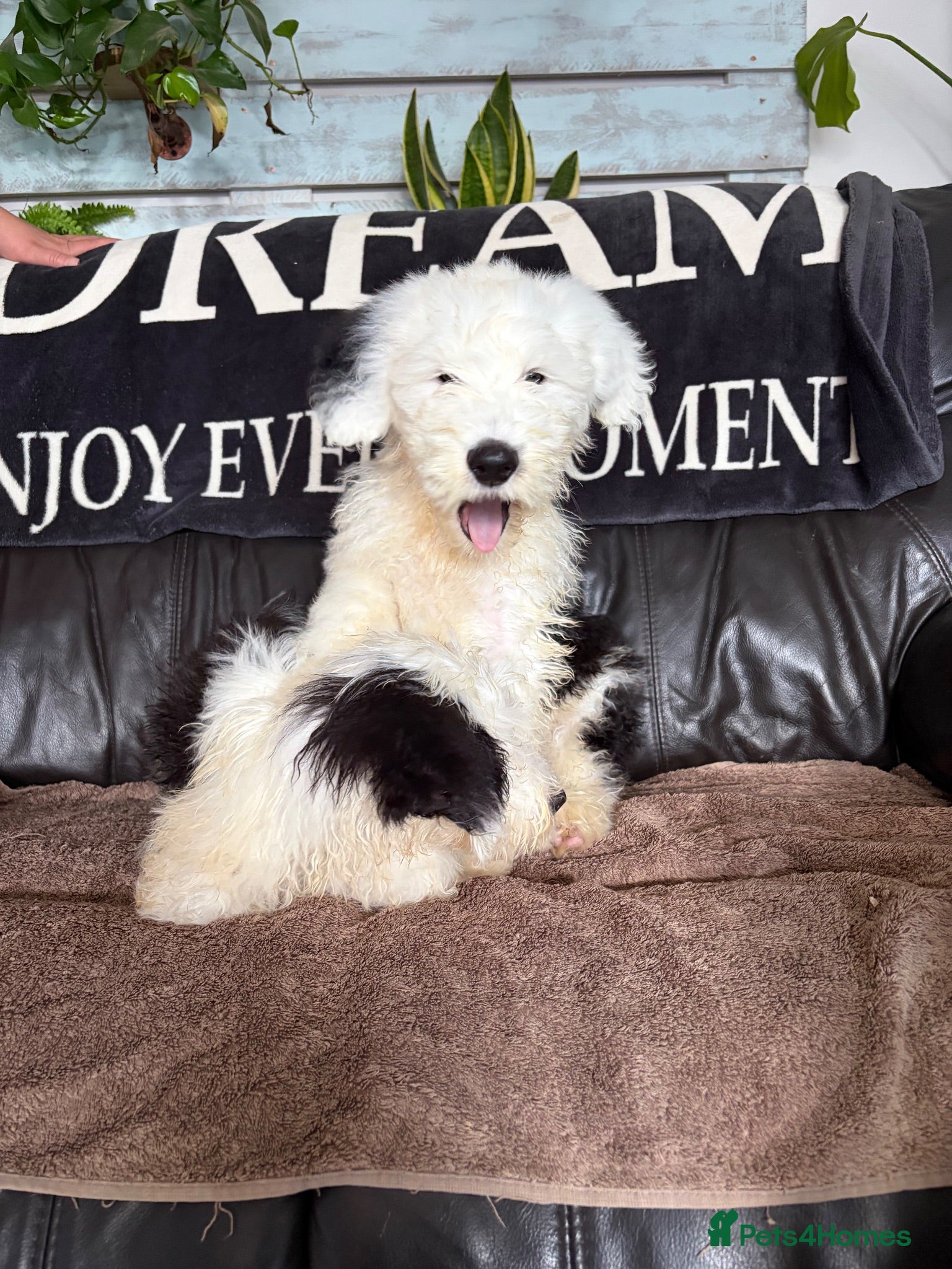 Old English Sheepdog dogs Kc Registered Old English Sheepdogs  - Advert 3