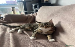 Mixed Breed cats for sale: Tabby Ragdoll for sale - Advert 1