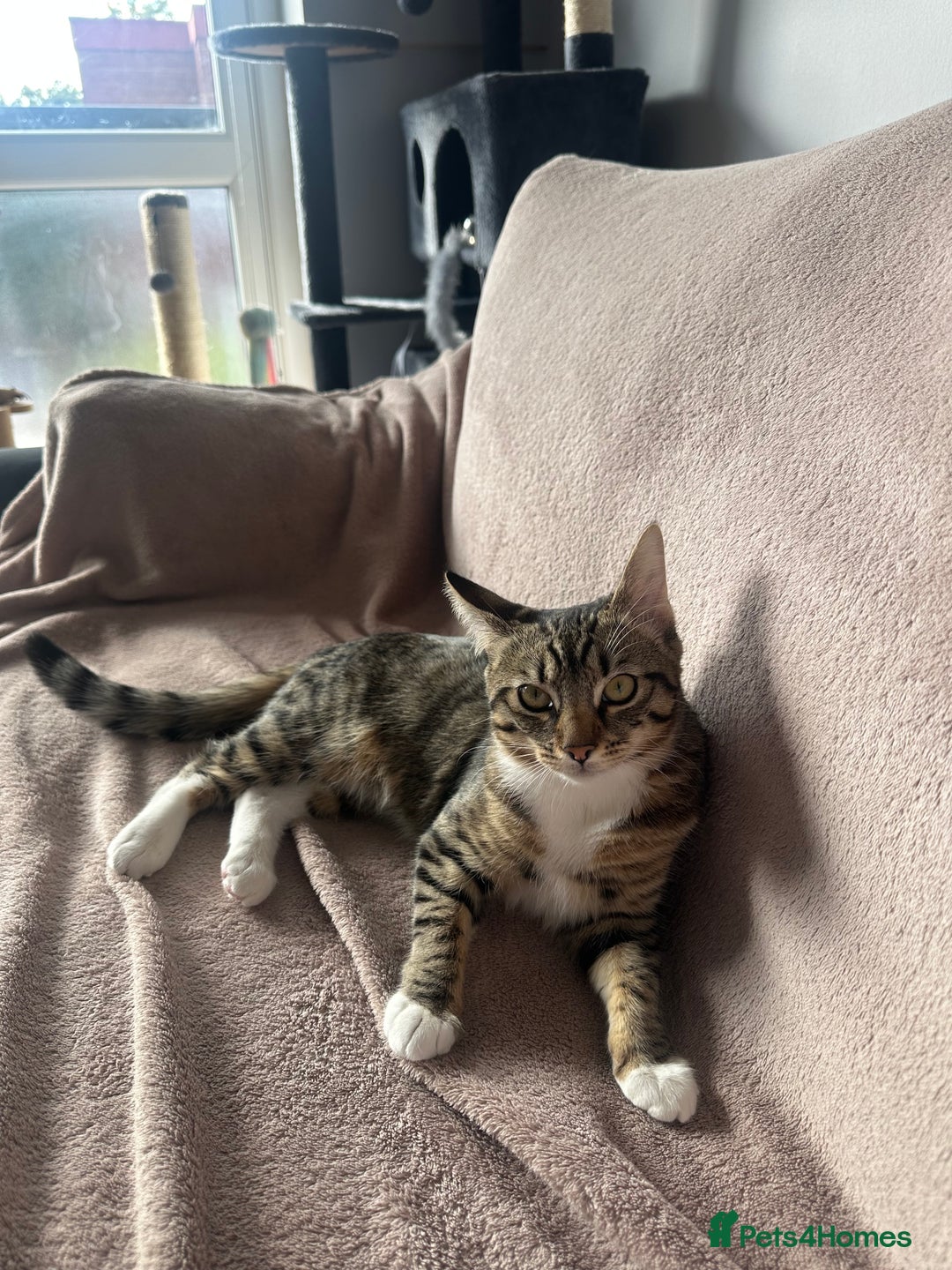 Mixed Breed cats for sale: Tabby Ragdoll for sale - Advert 1