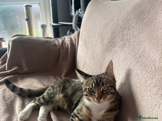 Mixed Breed cats Tabby Ragdoll for sale - Advert 1