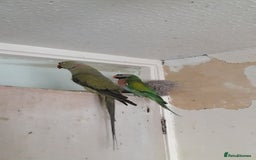 Parakeets birds for sale: Have 2 parrots for sale - Image 1