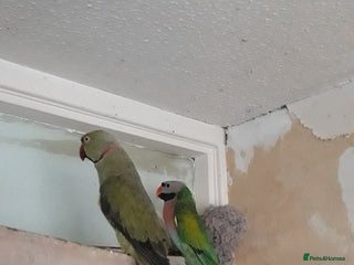 Parakeets birds - Advert 1