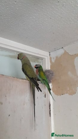 Parakeets birds - Advert 6