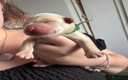 Mixed Breed dogs for sale: Mixed breed Labrador puppies  - Image 5
