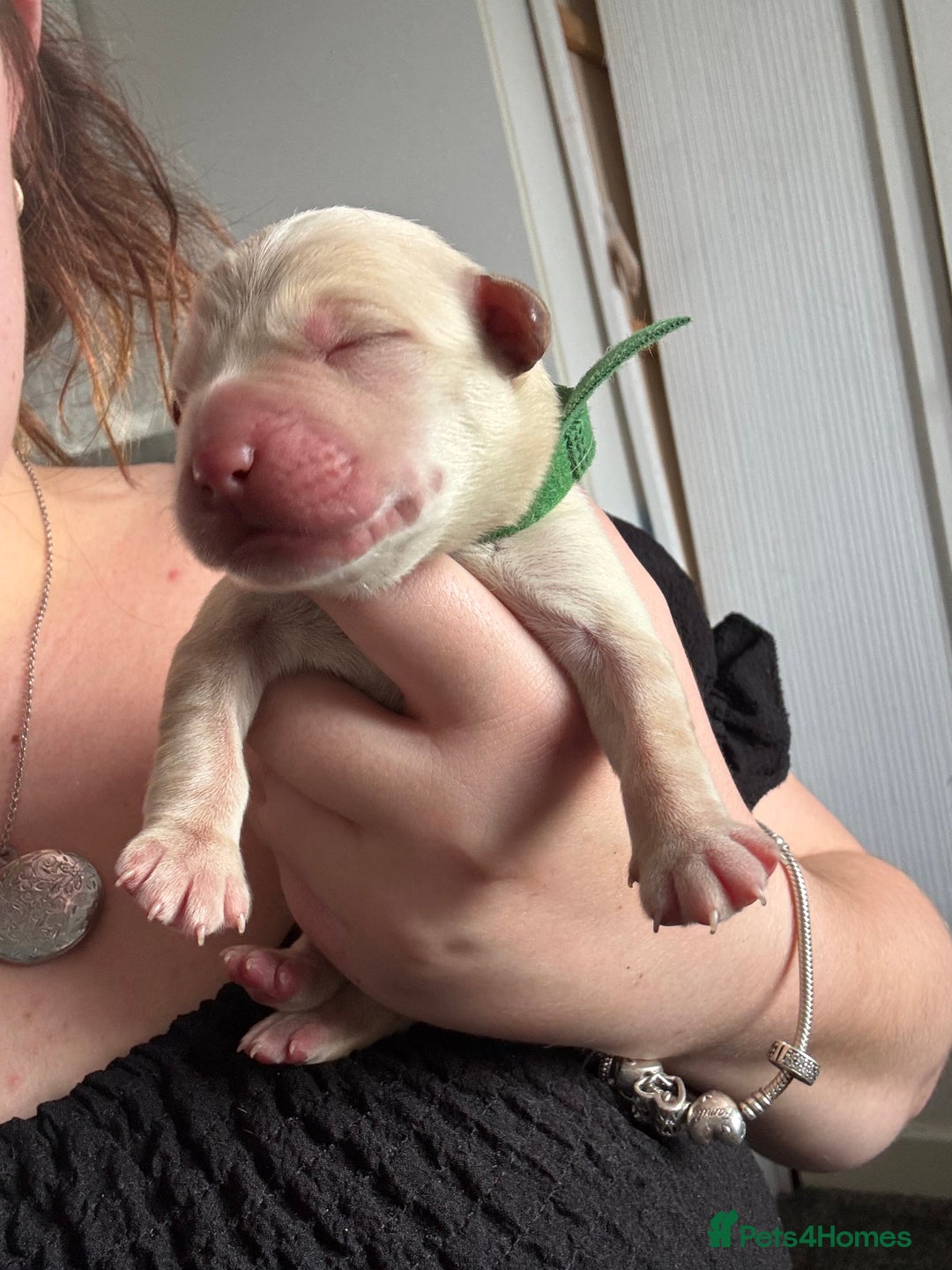 Mixed Breed dogs for sale: Mixed breed Labrador puppies  - Image 5