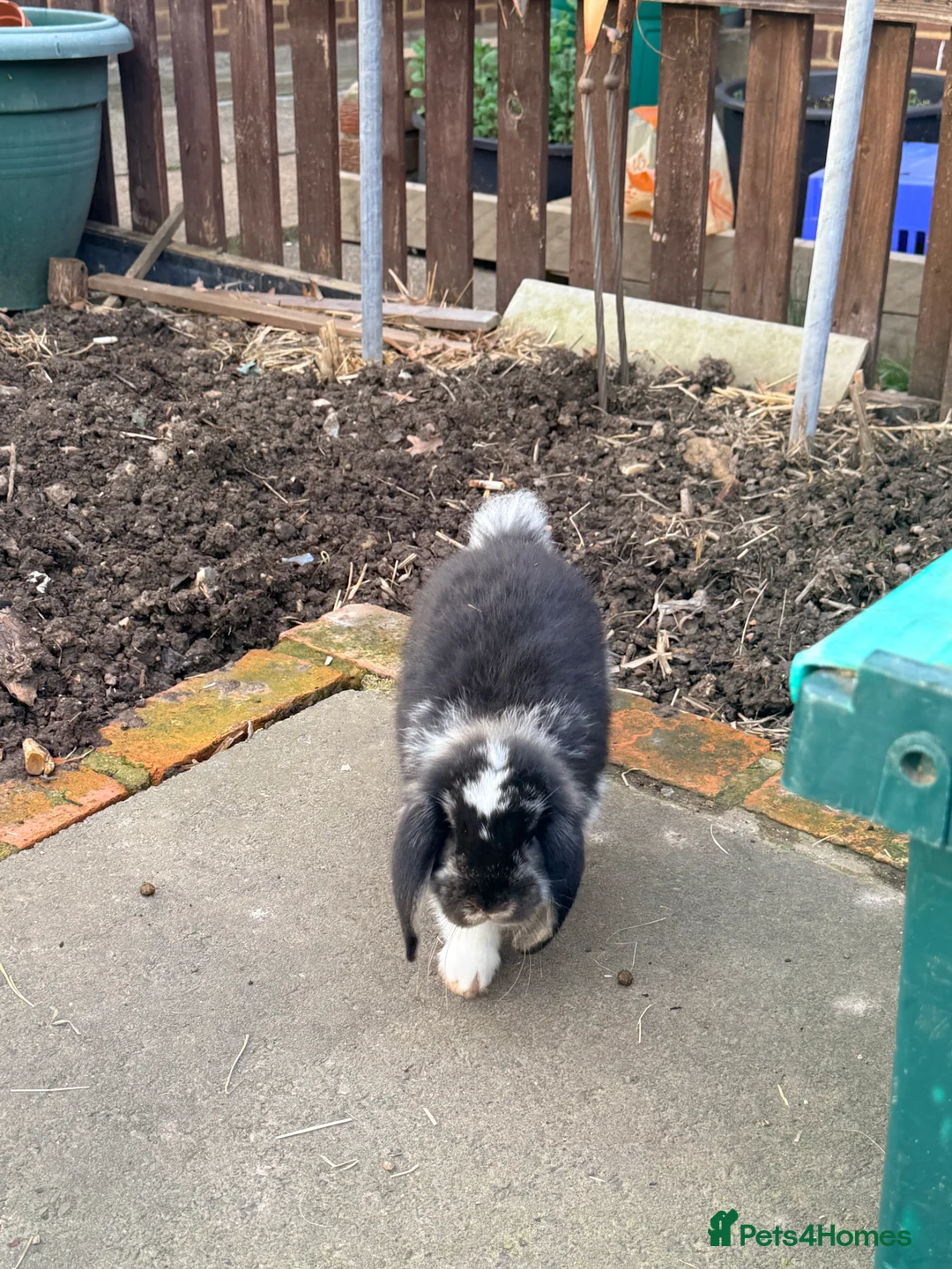 French Lop rabbits for sale: Litter Of Giant French Lops🐰 - Advert 4