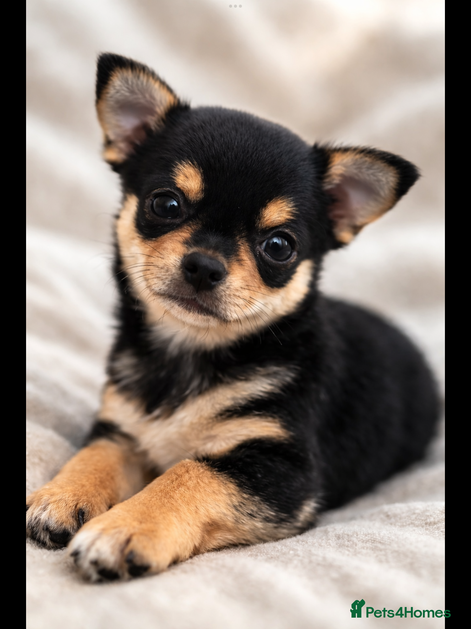 Chihuahua dogs for sale: Male chihuahua puppy  - Advert 2