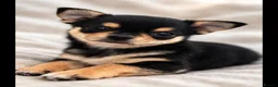 Chihuahua dogs for sale: Male chihuahua puppy  in Birmingham - Advert 1