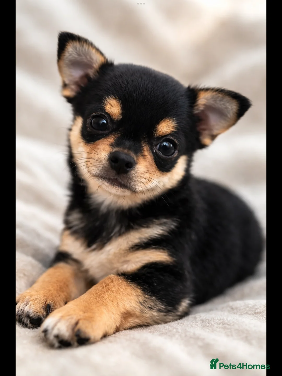 Chihuahua dogs for sale: Male chihuahua puppy  in Birmingham - Advert 1