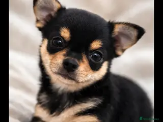 Chihuahua dogs for sale: Male chihuahua puppy - Advert 2