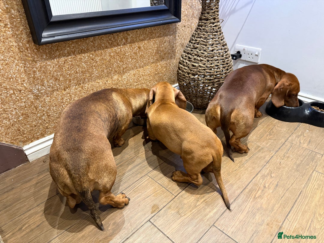 Dachshund dogs for sale: Standard dachshund puppies in Crawley - Advert 1