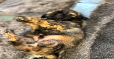 Shih Tzu dogs Last gorgeous Shih Tzu boy puppy  - Advert 16